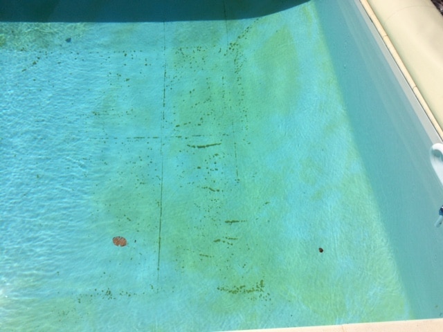Les Conseils Des Pros Pour liminer Les Algues Moutardes Id es Piscine