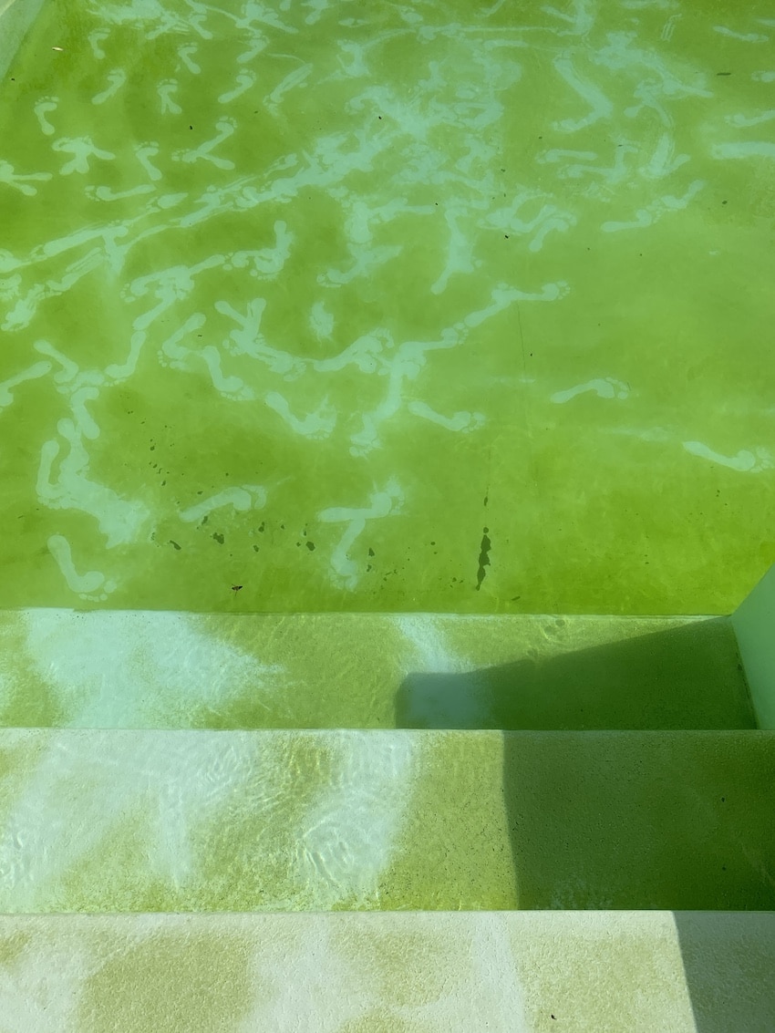 Les Conseils Des Pros Pour liminer Les Algues Moutardes Id es Piscine